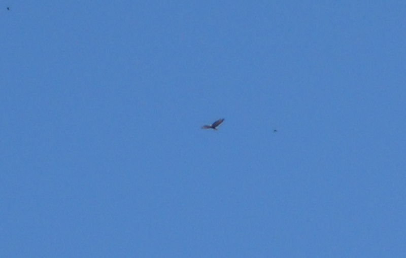 Rapaci da identificare 2